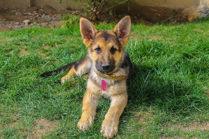 How to choose a puppy purebred German shepherd