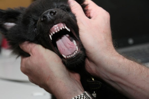Everything you wanted to know about dogs' milk teeth