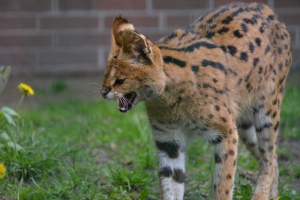 Serval and Caracal - the most expensive cats in the world
