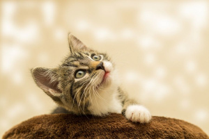 8 popular myths about keeping cats