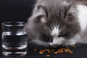 Proper feeding of cats: norms and necessary products
