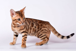 10 of the most expensive cats in the world