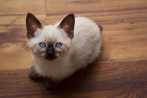 Mekong Bobtail Cat