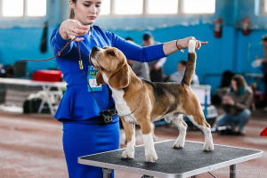 Schedule of dog shows in Belarus