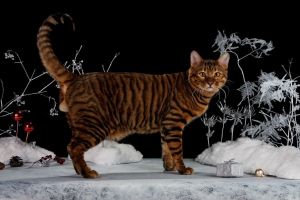 Toyger