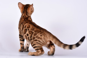 How to choose a Bengal cat: step by step instructions