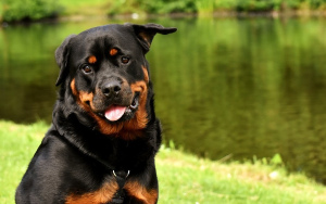 Rottweiler