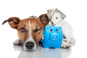 Dog maintenance: how to save money?