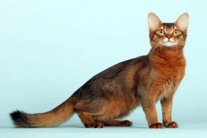 Somali cat