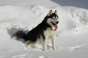 Siberian Husky