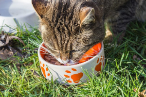 How to choose the best cat food: veterinary advice
