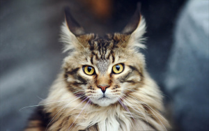 The smartest cat breeds in the world