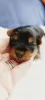 Photo №4. I will sell yorkshire terrier in the city of Rochester. breeder - price - 500$