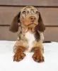 Photo №2 to announcement № 103622 for the sale of dachshund - buy in United States from nursery