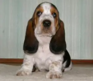 Additional photos: Basset hound is a peace-loving breed and is well adapted for living in a city