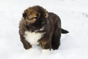 Photo №3. Caucasian Shepherd Puppies. Russian Federation