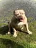 Additional photos: AMERICAN BULLY PUPPIES