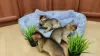 Photo №3. Abyssinian kittens. Russian Federation