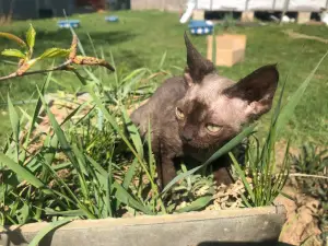 Photo №2 to announcement № 2175 for the sale of devon rex - buy in Russian Federation private announcement