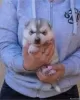 Additional photos: siberian husky puppies