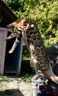 Photo №4. I will sell bengal cat in the city of Arkhipo-Osipovka. private announcement - price - 246$