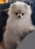 Photo №1. pomeranian - for sale in the city of Riga | Is free | Announcement № 96692