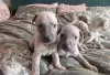 Photo №3. Beautiful KC registered whippet puppies. United States