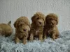 Photo №3. Toy Poodle puppies. Serbia