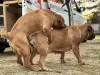 Additional photos: South African Boerboel Mastiff puppies