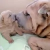 Additional photos: Shar pei puppies