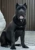 Additional photos: Cane Corso