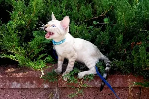 Additional photos: Snow bengal kitten