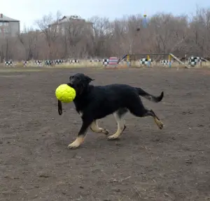 Additional photos: German Shepherd Working Breeding