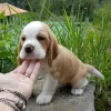 Photo №1. beagle - for sale in the city of Saarbrücken | 450$ | Announcement № 127386