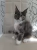 Photo №2 to announcement № 110818 for the sale of maine coon - buy in Russian Federation from nursery