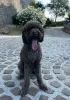 Additional photos: Lagotto Romagnolo puppies