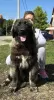 Photo №1. caucasian shepherd dog - for sale in the city of Нови Сад | Is free | Announcement № 118441