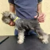 Additional photos: Miniature Schnauzer puppies