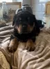 Photo №2 to announcement № 118935 for the sale of rottweiler - buy in United States private announcement