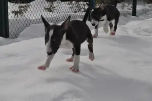 Additional photos: Miniature Bull Terrier puppies