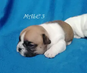 Additional photos: French Bulldog Puppies