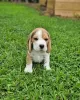 Photo №4. I will sell beagle in the city of Leipzig. private announcement - price - 398$