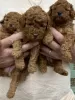 Photo №1. poodle (dwarf) - for sale in the city of Fresno | 280$ | Announcement № 102074