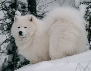 Photo №1. Mating service - breed: samoyed dog. Price - 300$