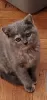 Photo №1. british shorthair - for sale in the city of New York | 1300$ | Announcement № 18255