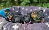 Photo №1. dachshund - for sale in the city of Unterhaching | Is free | Announcement № 130226