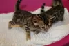 Photo №3. 2 lovely Bengal kittens for Adoption now. Poland