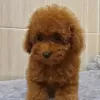 Photo №3. Red apricot toy poodle puppies 2 boy and 3 girl available. United Kingdom