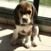 Photo №1. beagle - for sale in the city of Гамбург | 687$ | Announcement № 50278