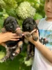 Additional photos: Beautiful GSD puppies from Europe for sale